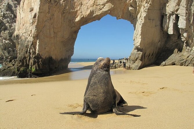 Clear Boat Ride with City Tour in Los Cabos - Who will enjoy this experience most?