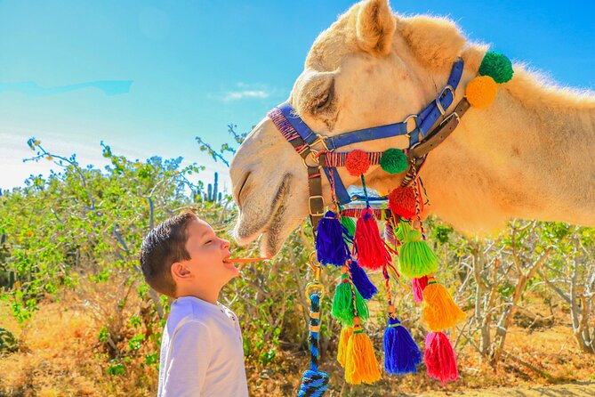 Combo Off Road 4x4 UTV Camel Ride Lunch and Tequila Tasting - What the $349 price really covers