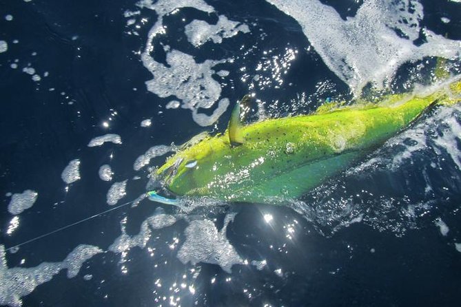 Deep Sea Fishing for 5 Hours from Cabo San Lucas - The boat, equipment, and safety questions