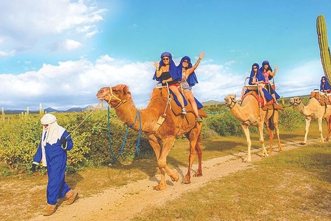 Desert & sea, Camel Safari tour in Los Cabos with lunch - The camel-kissing photo stop