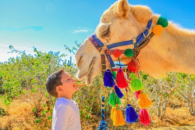 Desert & sea, Camel Safari tour in Los Cabos with lunch - Mexican food at the Typical House