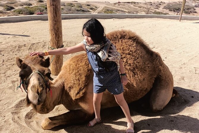 Discover Cabo San Lucas by camel ride - Returning the camels and heading back