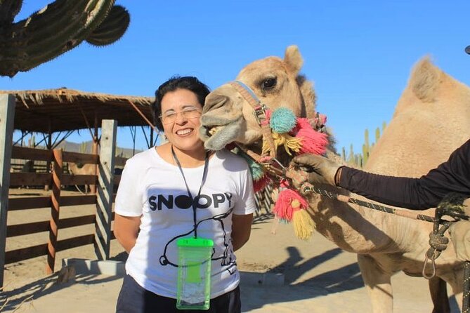 Discover Cabo San Lucas by camel ride - Is $165.98 a fair price?