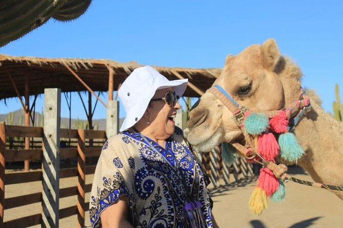 Discover Cabo San Lucas by camel ride - Who should book this experience?