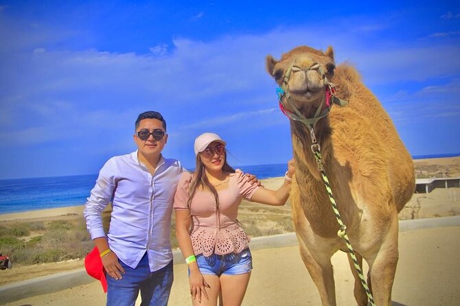 Discover Cabo San Lucas by camel ride - Meeting the camels before mounting