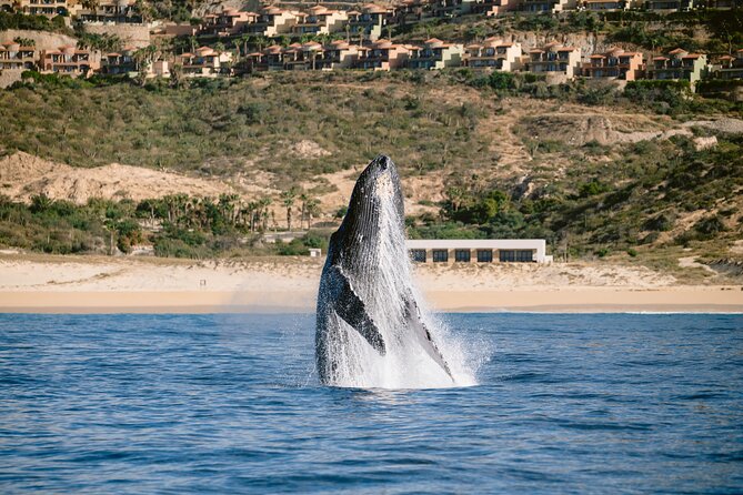 Educational Sunrise Whale Watching with Photos Included - Hearing Angelika explain the animals