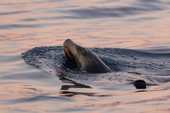 Educational Sunrise Whale Watching with Photos Included - Returning past Lovers Beach, sea lions, and the Arch