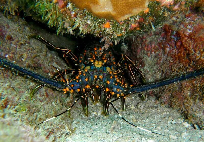From Cabo: Cabo Pulmo Marine Park Snorkeling and Kayaking - Booking details that affect your plans