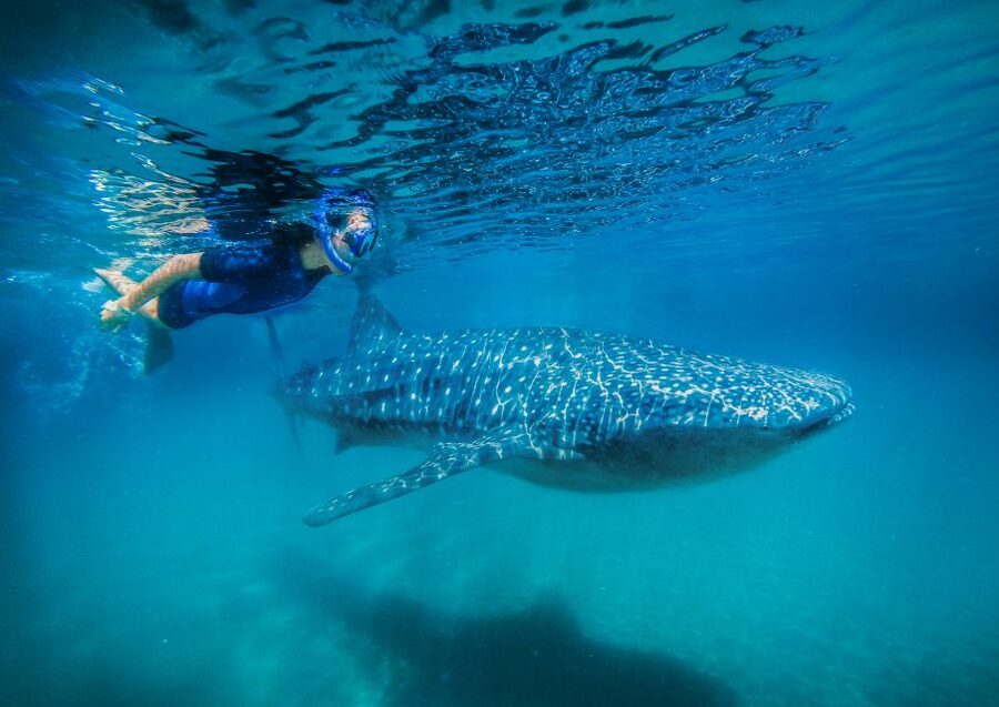 From Cabo: Snorkel with Whale Sharks in La Paz - The whale sharks are the whole point
