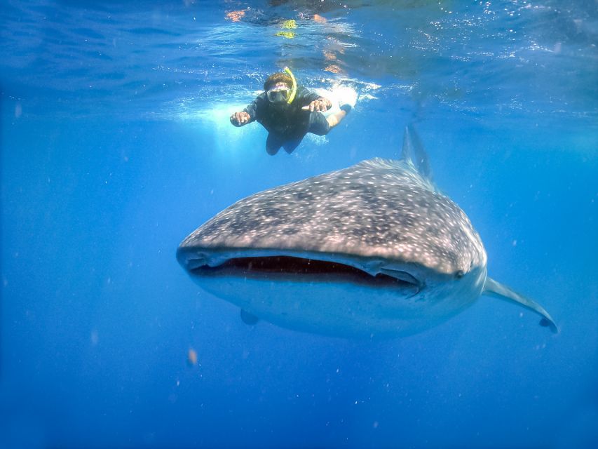 From Cabo: Snorkel with Whale Sharks in La Paz - Leaving Cabo before the day gets busy