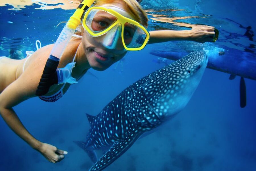 From Cabo: Snorkel with Whale Sharks in La Paz - Searching the Sea of Cortés