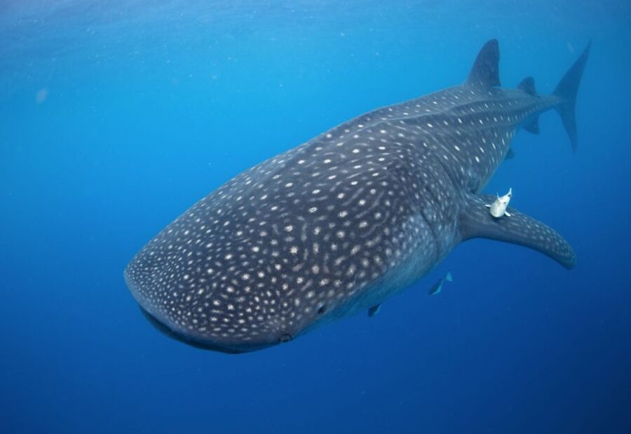From Cabo: Snorkel with Whale Sharks in La Paz - La Paz, tacos, and the boardwalk