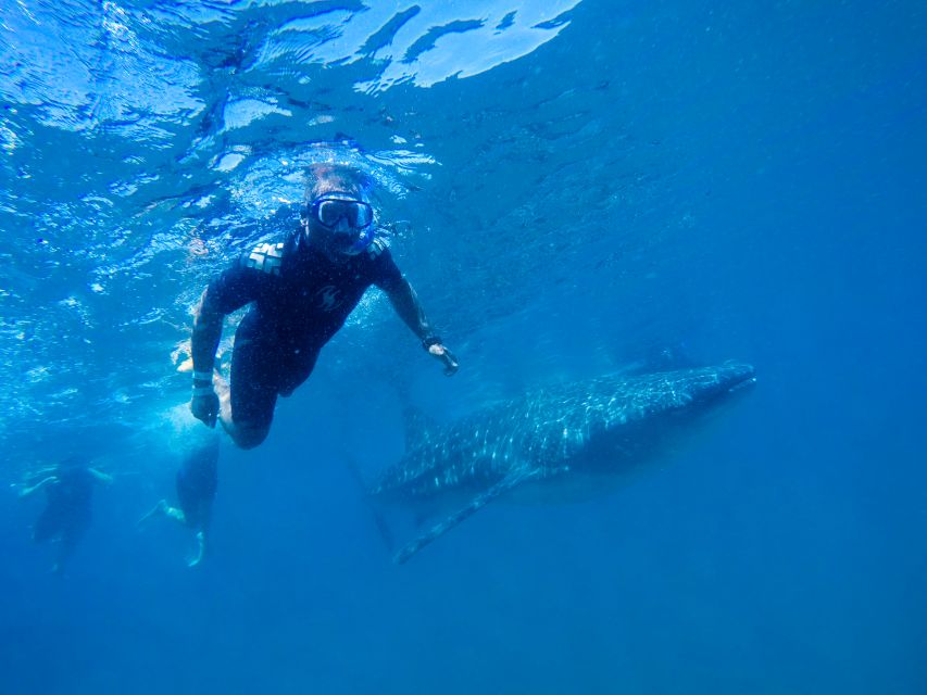From Cabo: Snorkel with Whale Sharks in La Paz - Who should book this whale shark trip