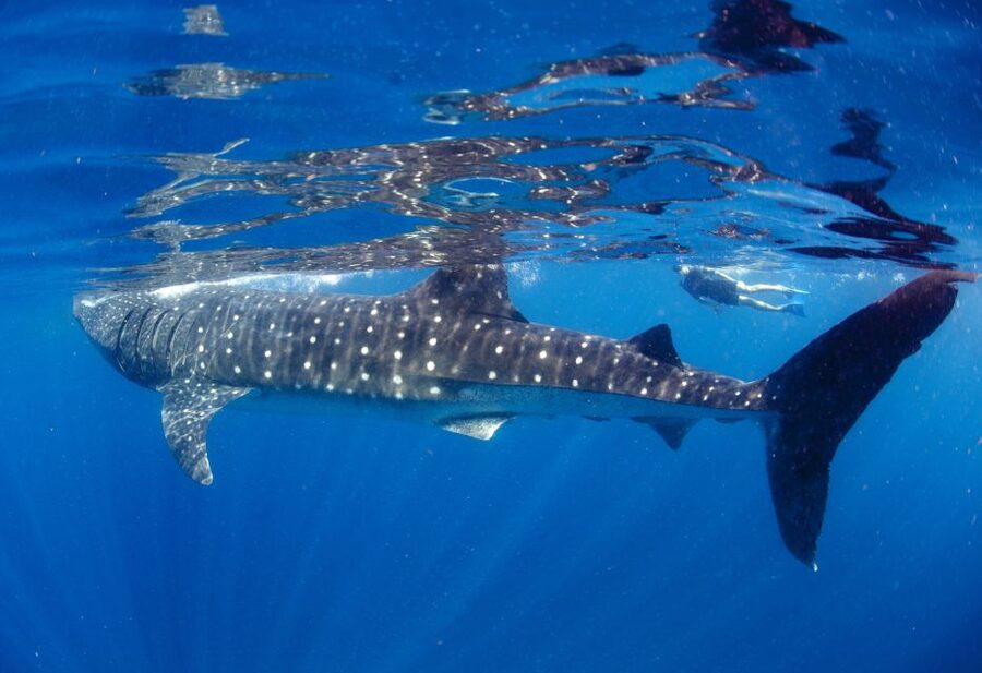 From Cabo: Snorkel with Whale Sharks in La Paz - FAQ
