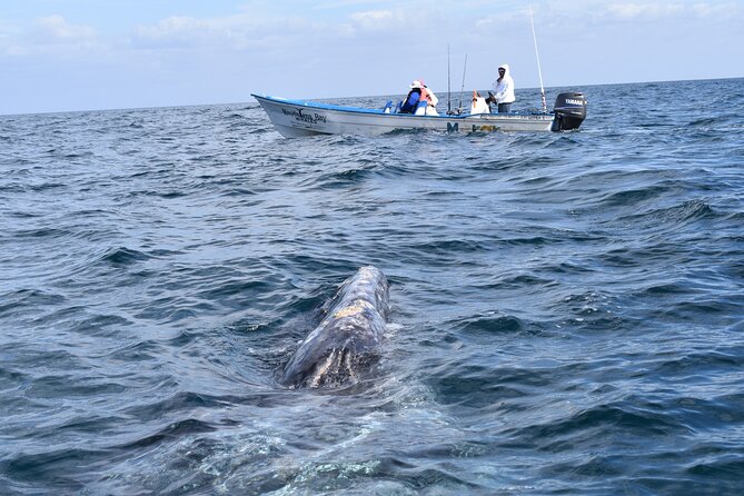 Full-Day Gray Whale Watching tour from Cabo to Mag Bay - Key points at a glance