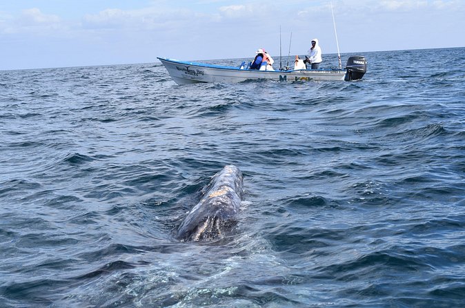 Full-Day Gray Whale Watching tour from Cabo to Mag Bay - Why Magdalena Bay makes this a serious whale trip