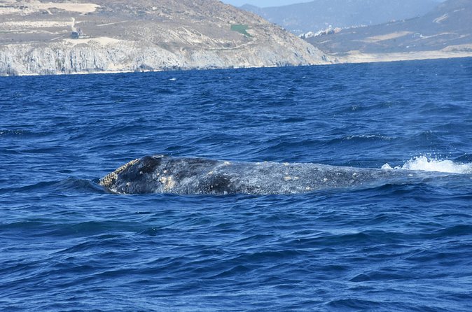 Full-Day Gray Whale Watching tour from Cabo to Mag Bay - Arriving in Puerto Chale and Magdalena Bay