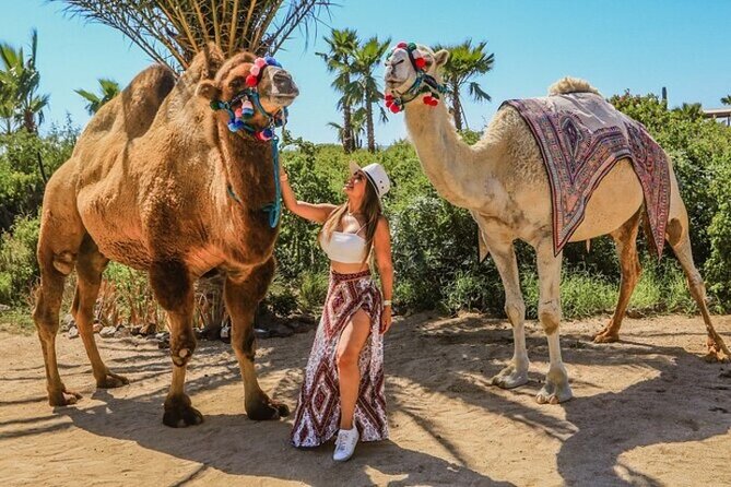 Fun Camel Ride and UTV COMBO with Tequila Tasting! - The camel ride along Migriño Beach