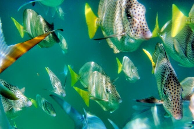 Glass Bottom Boat Sightseeing Tour in Cabo San Lucas - What you see at El Arco