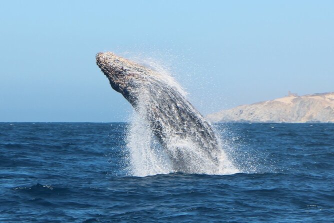 Glass Bottom Boat Sightseeing Tour in Cabo San Lucas - Divorce Beach and the return-boat question