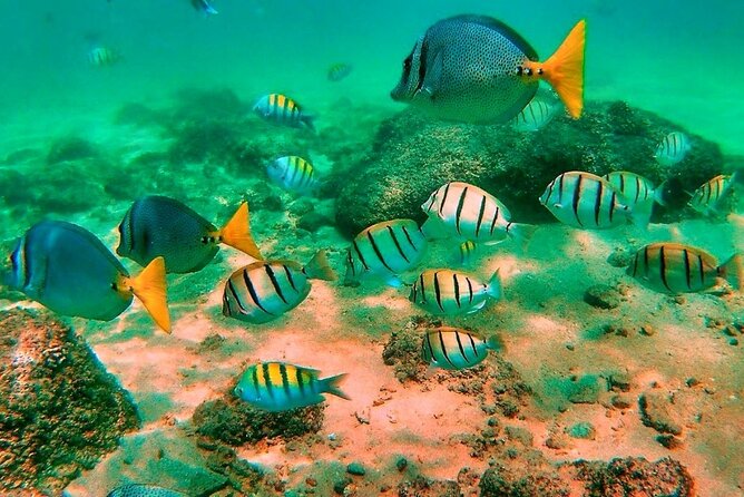 Glass Bottom Boat Sightseeing Tour in Cabo San Lucas - Who should book this Cabo boat trip?