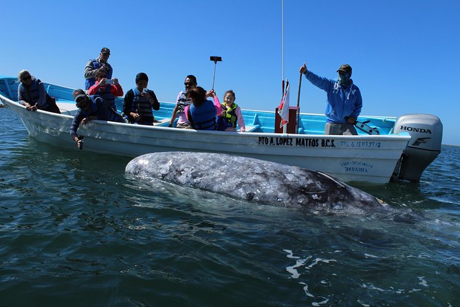 Gray Whale-Watching 2-Day Experience in Magdalena Bay - Key details before you book
