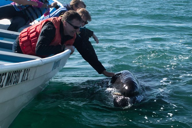 Gray Whale-Watching 2-Day Experience in Magdalena Bay - Why Magdalena Bay is worth the long ride