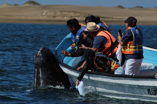 Gray Whale-Watching 2-Day Experience in Magdalena Bay - First whale outing, afternoon light and sand dunes