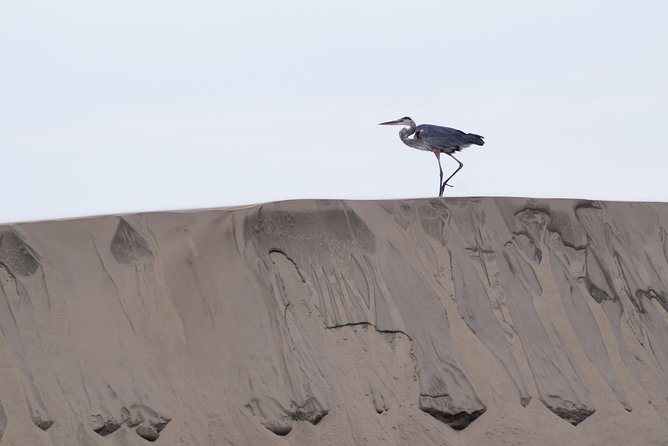 Gray Whale-Watching 2-Day Experience in Magdalena Bay - What the $799 price really covers