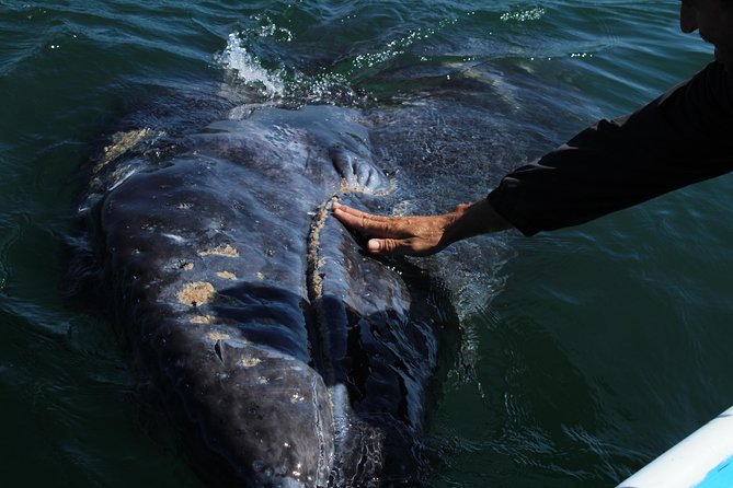 Gray Whale-Watching 2-Day Experience in Magdalena Bay - The road north from Cabo San Lucas