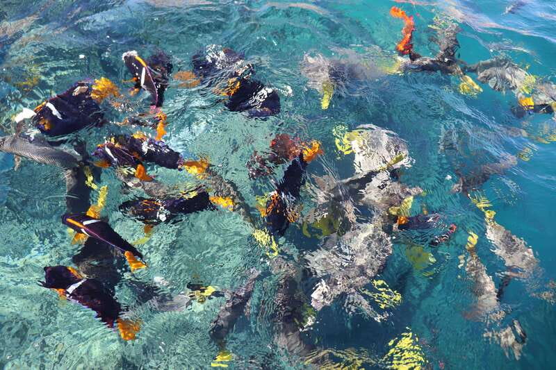 Guided Cabo Tour: Boat | Tacos & Tequila | Photos & Transfer - Between the two Cabos