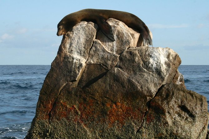 Guided Tour Los Cabos: Boat | Tacos & Tequila | Photos & Transfer - Tacos and tequila are included only for later bookings