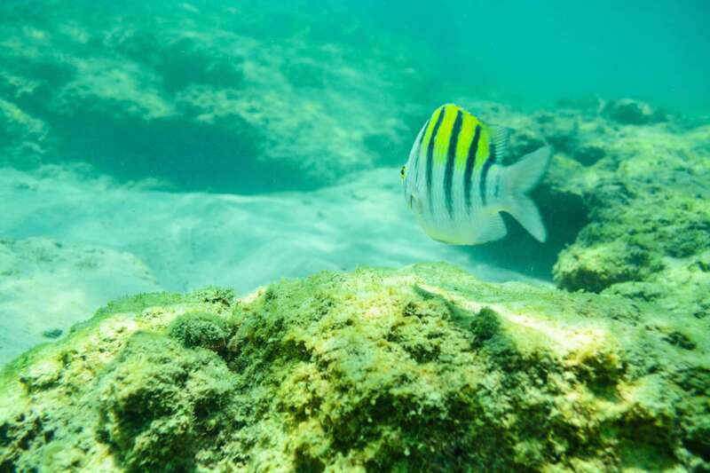 Half Day Guided Snorkel Tour in Los Cabos - Booking details worth checking before departure