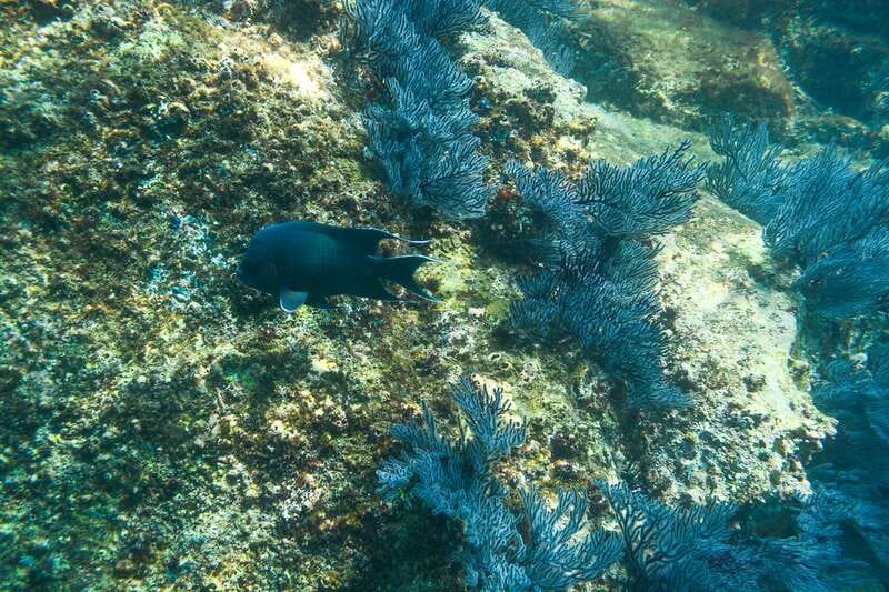 Half Day Guided Snorkel Tour in Los Cabos - Two Los Cabos bays, one straightforward morning