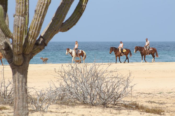Horseback Riding Tour in Cabo San Lucas - Meeting the horses at Rancho Carisuva
