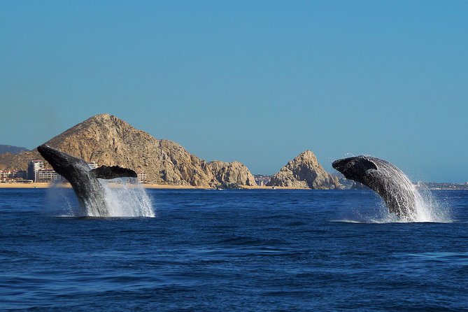 Humpback Whales in Cabo San Lucas - What the marine biologist adds
