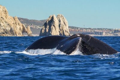 Humpback Whales in Cabo San Lucas