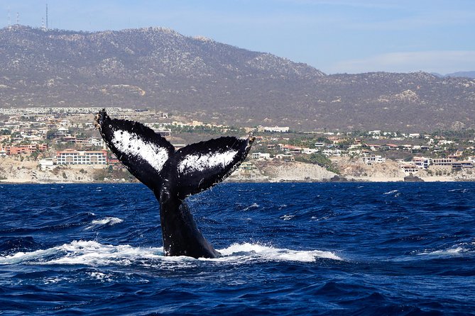 Humpback Whales in Cabo San Lucas - The boat ride can be smooth or rough