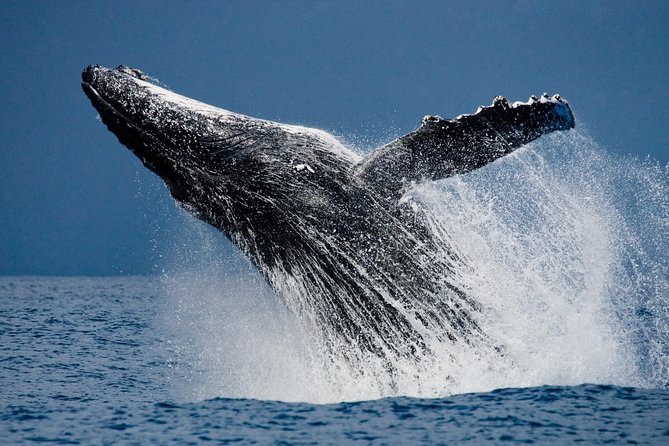 Humpback Whales in Cabo San Lucas - How the $99 price compares with the experience
