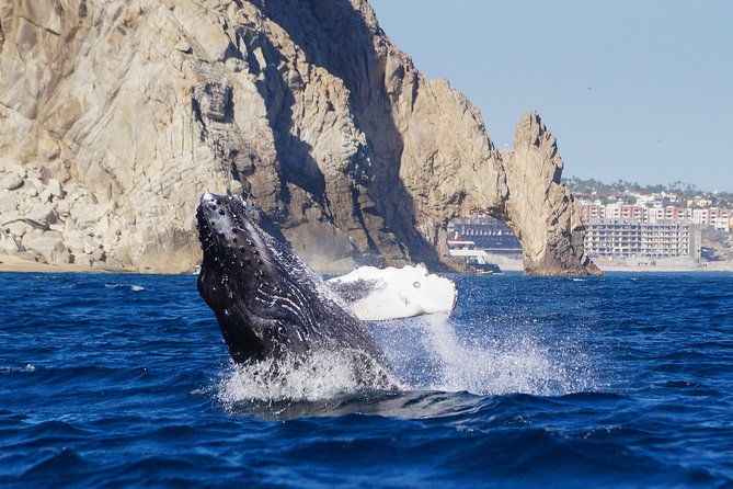 Humpback Whales in Cabo San Lucas - Who should choose this experience