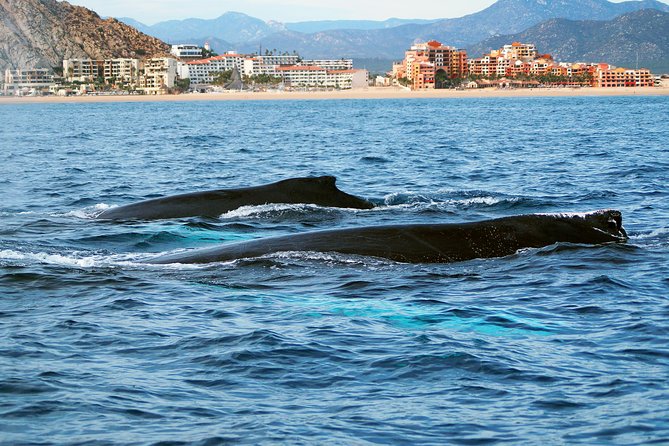 Humpback Whales in Cabo San Lucas - Booking, cancellation, and practical details