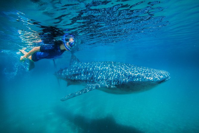 La Paz Whale Shark Snorkeling Tour and Lunch From Los Cabos - Why this La Paz whale shark trip is worth the long day