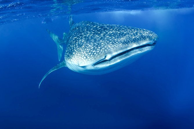 La Paz Whale Shark Snorkeling Tour and Lunch From Los Cabos - Riding the panga to the whale shark area