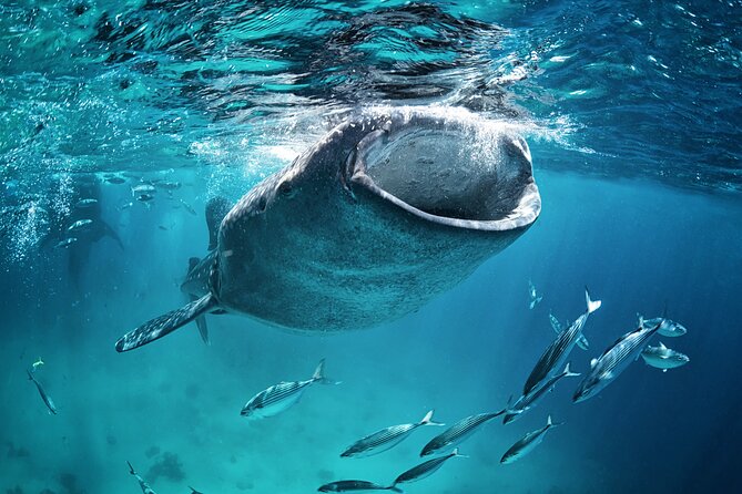 La Paz Whale Shark Snorkeling Tour and Lunch From Los Cabos - Lunch on the La Paz waterfront