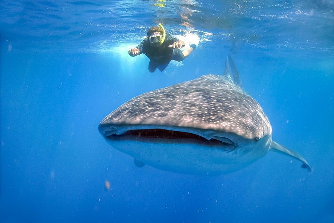 La Paz Whale Shark Snorkeling Tour and Lunch From Los Cabos - The return drive and the true time commitment