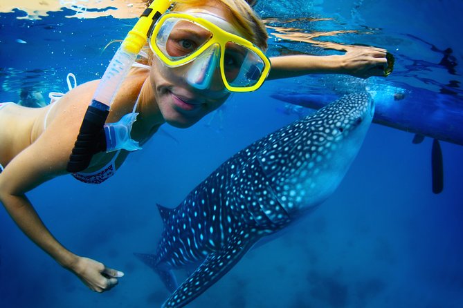La Paz Whale Shark Snorkeling Tour and Lunch From Los Cabos - The early ride from Los Cabos to La Paz