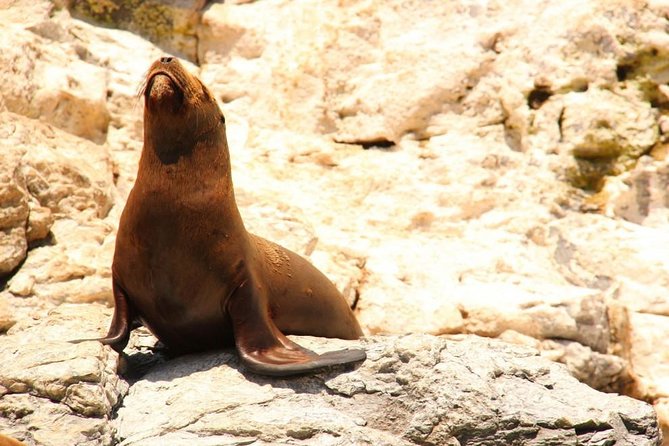 Land's End Sightseeing Boat Tour in Los Cabos - What the price is really buying