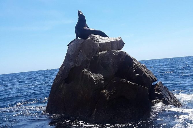 Land's End & Snorkel Tour in a Glass Bottom Boat (VisitA Cabo) - Snorkeling near Pelican’s Rock and Lovers Beach