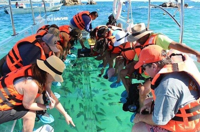 Lands End Tour by Clear Boat in Cabo San Lucas - Sea Lions, Rock Formations, and the Short Route