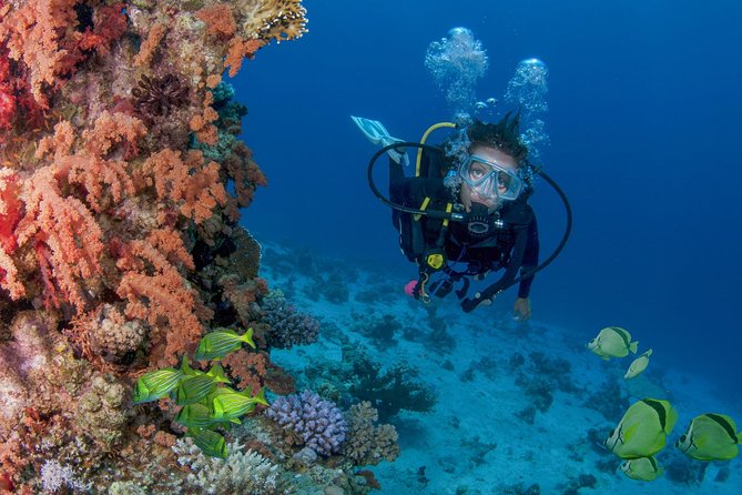 Learn to Scuba Dive in Cabo San Lucas with PADI - Pelican Rock is the first ocean stop